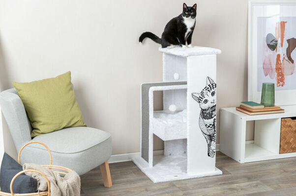 Zoo preces kaķiem. Foto: dinozoo.lv