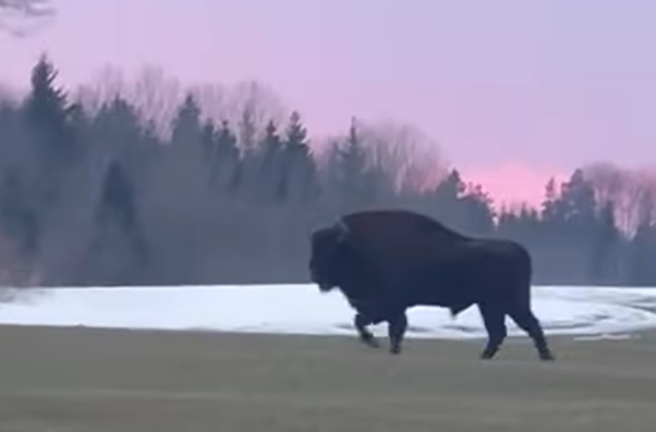 Foto: Ekrānuzņēmums no "Facebook"