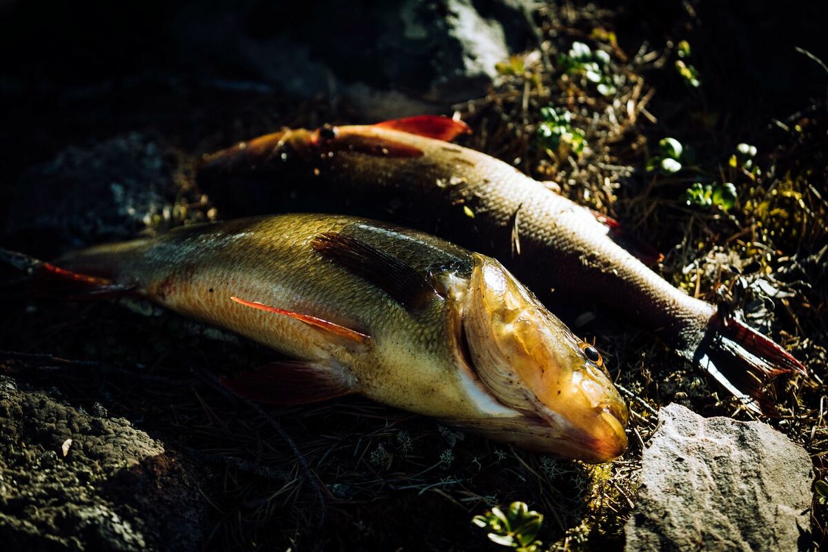 1. maijs un makšķerēšana, cope. Foto: max laurell, Pexels.com