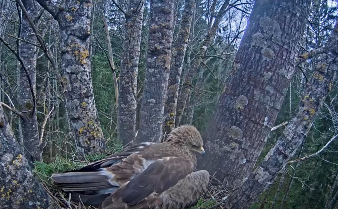 Foto: Ekrānuzņēmums no video