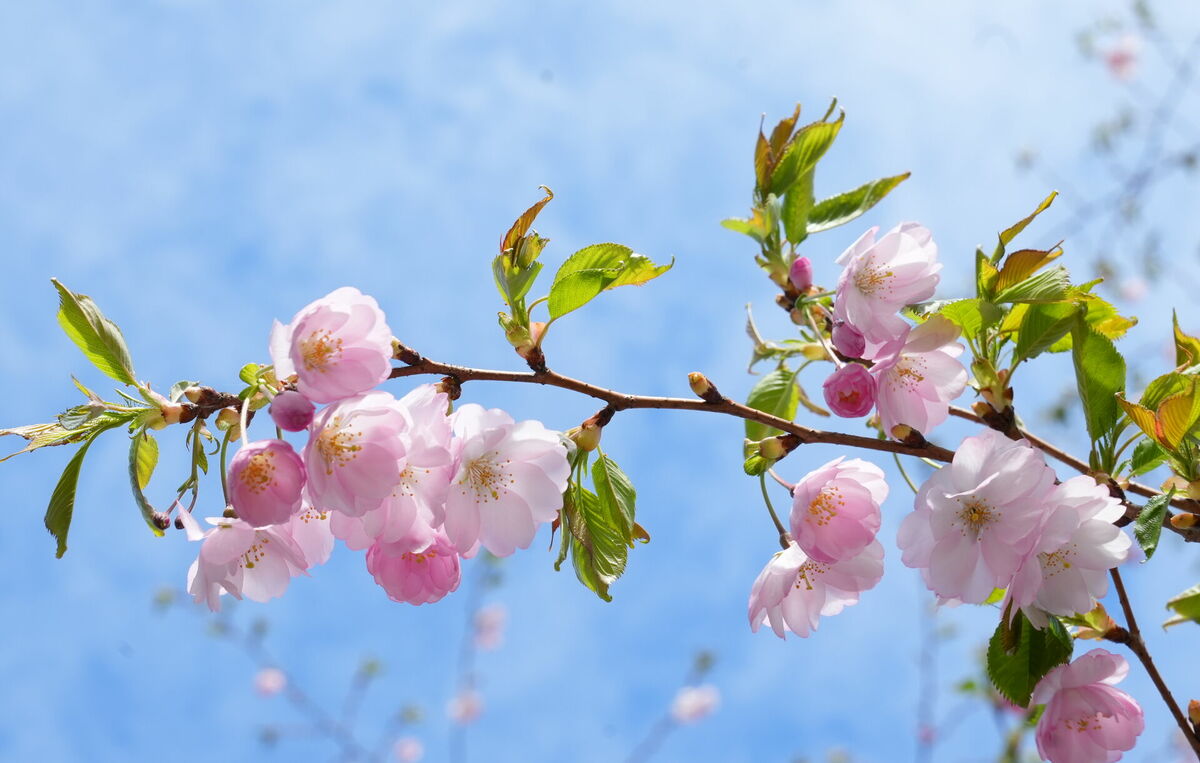 Ziedošas sakuras Uzvaras parkā.