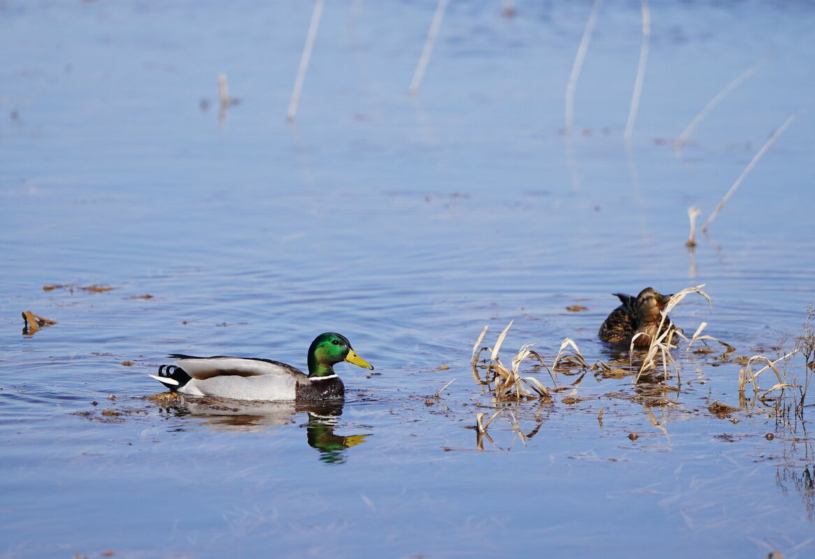 Pīles pārplūdušajās Svētes palienas pļavās. Foto: LETA