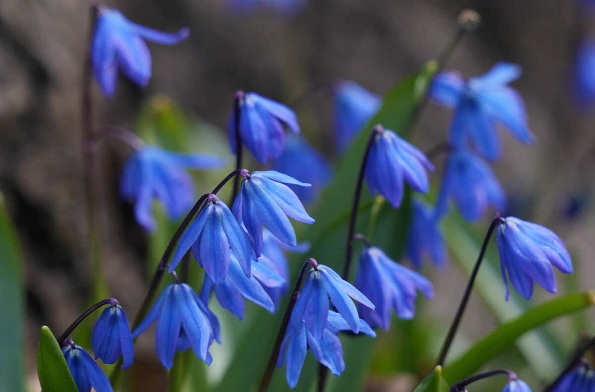 Zilsniedzītes. Foto: LETA