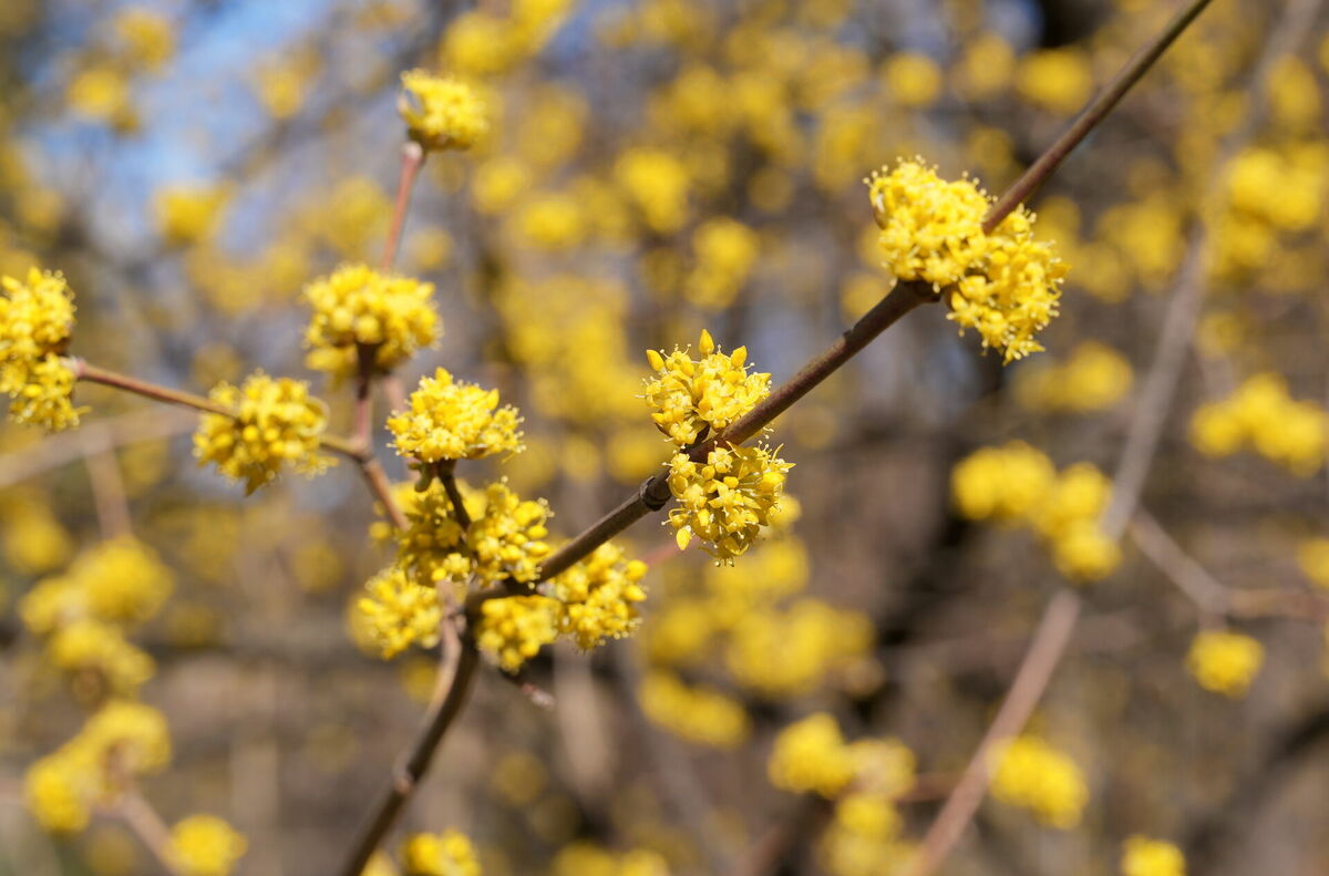 Ziedošs kizils. Foto: LETA