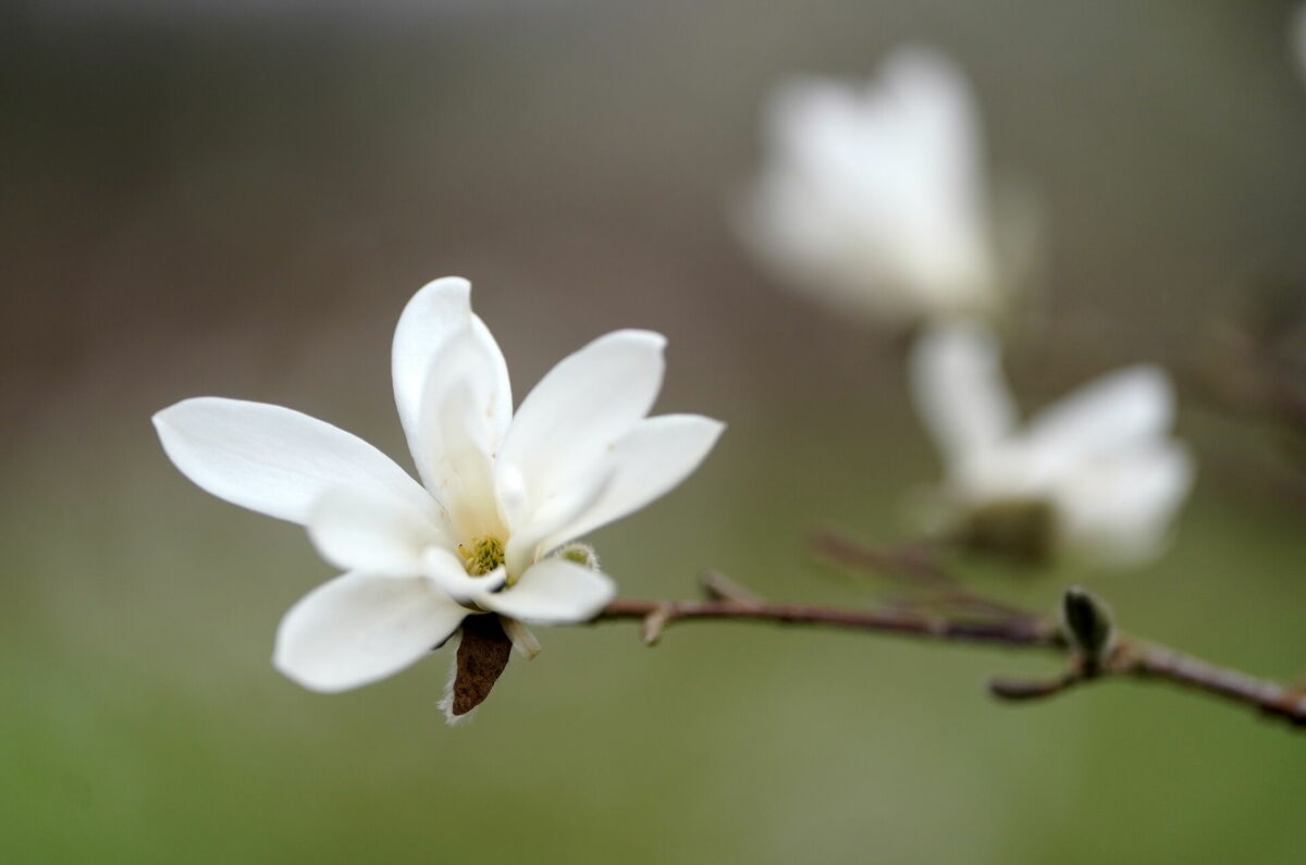Magnolijas Latvijas Universitātes Botāniskajā dārzā Rīgā. Foto: LETA