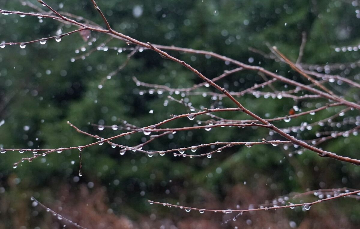 Koka zars ar lietus lāsēm. Foto: LETA