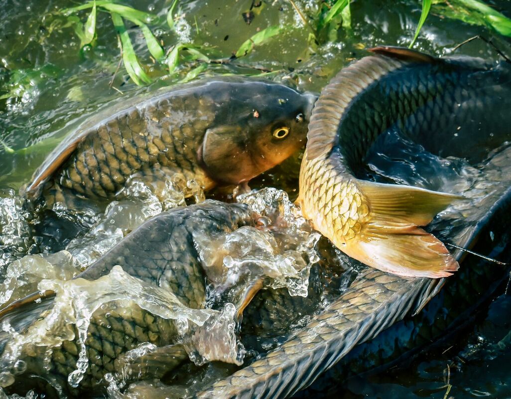 Zaļais makšķernieks copē vimbas. Foto: Chris F,  Pexels.com