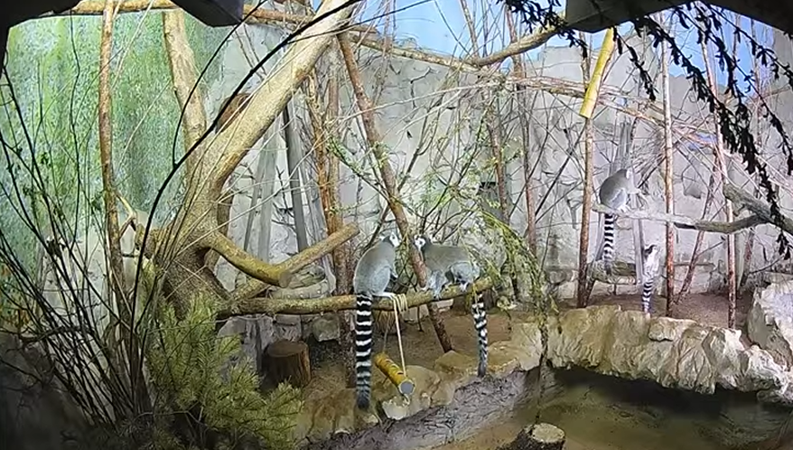 Foto: Ekrānuzņēmums no video