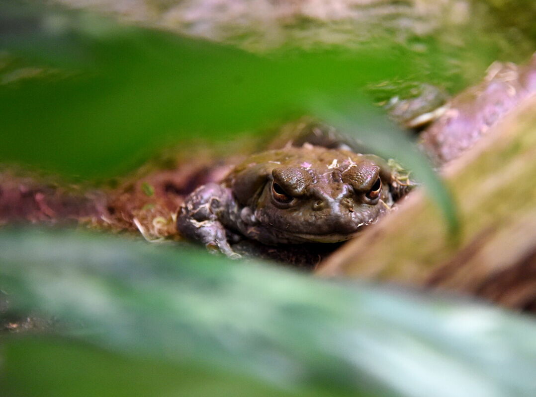 Kolorādo krupis Rīgas Zooloģiskajā dārzā. Foto: LETA