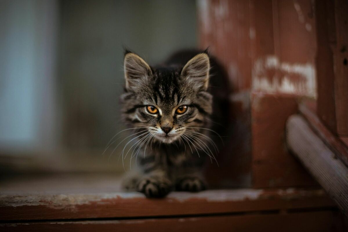 Foto: Unsplash