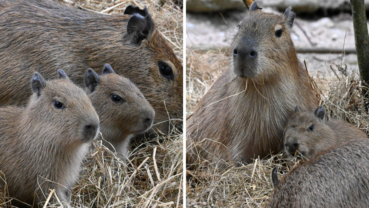 Foto: Rīgas Zoodārzs/Riga Zoo