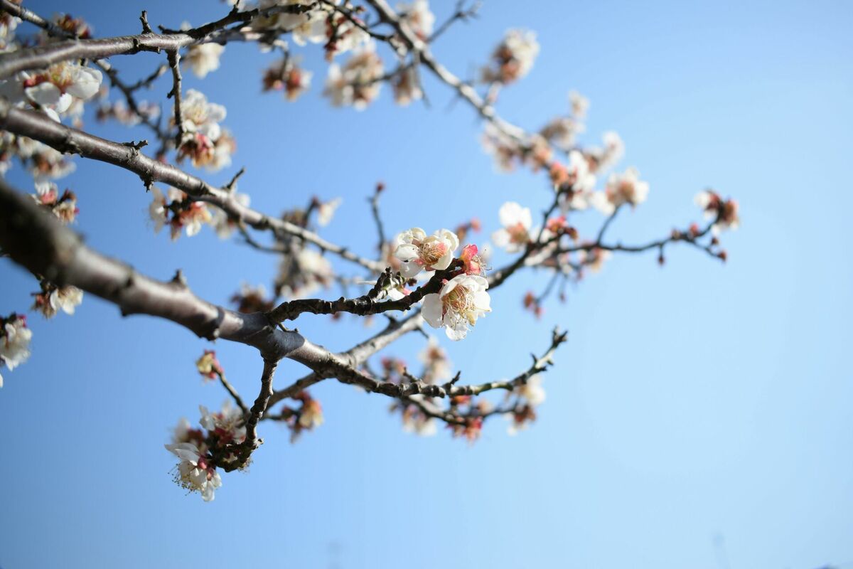 Foto: Pexels