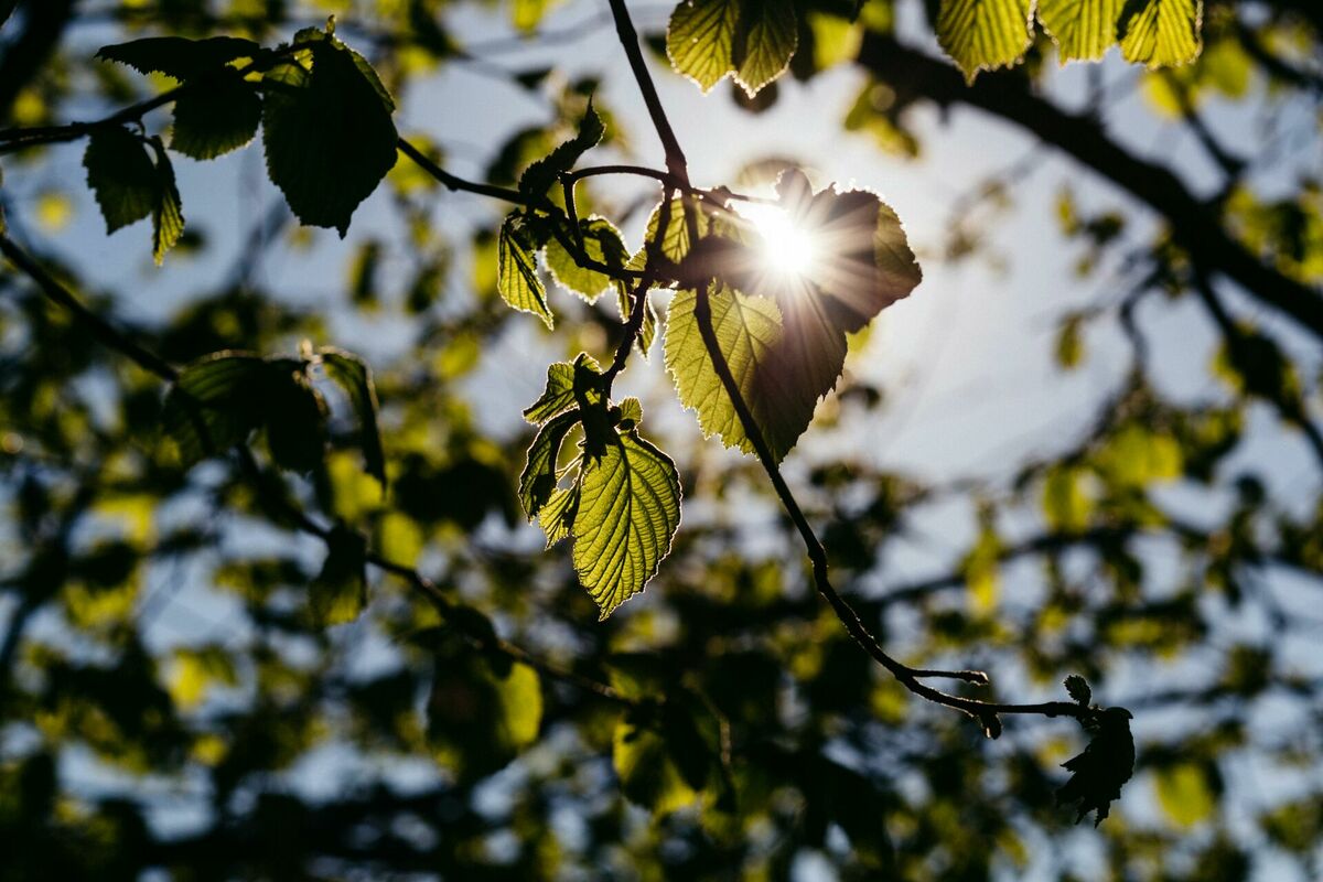 Foto: Pexels