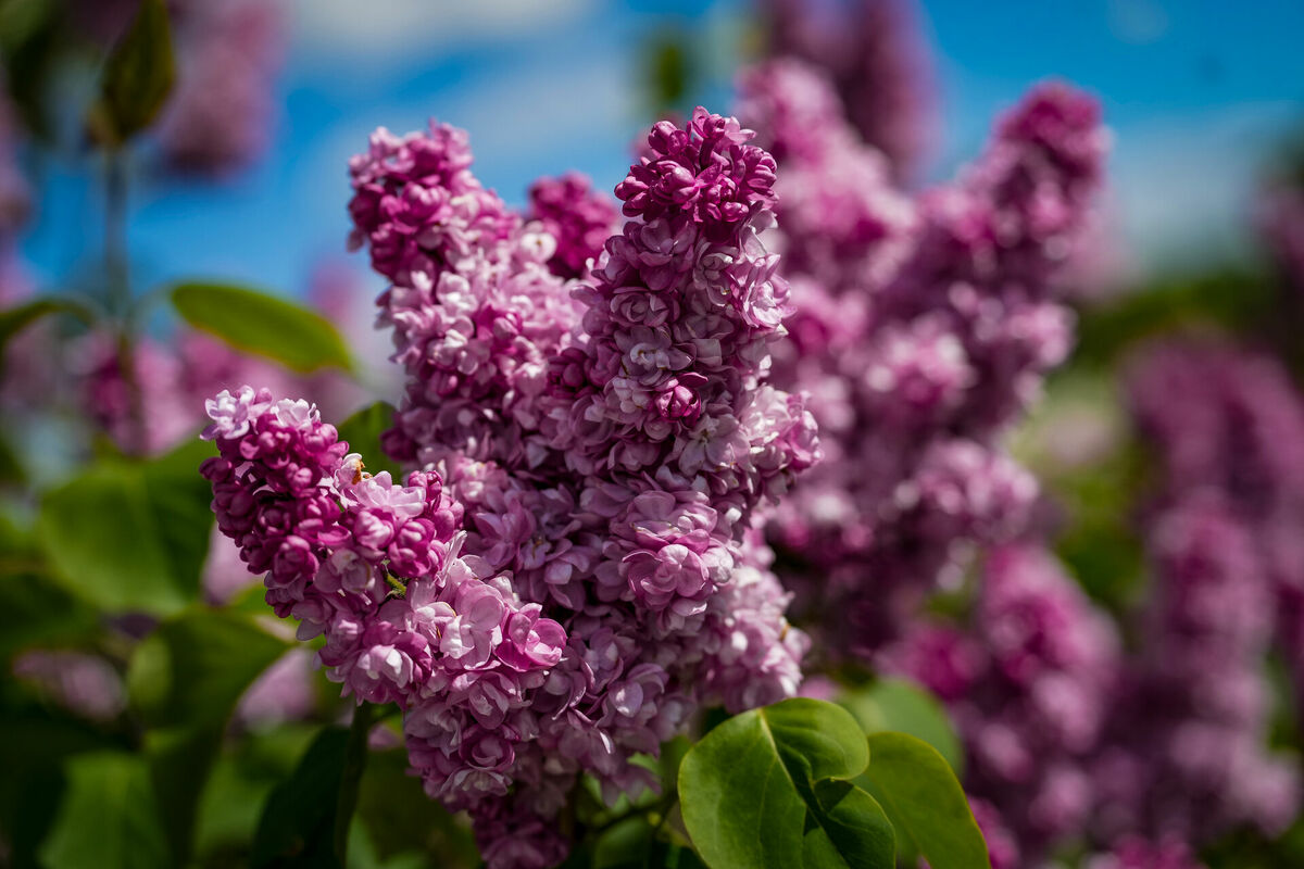 Dārzkopības institūta ceriņu dārzs Dobelē. Foto: LETA