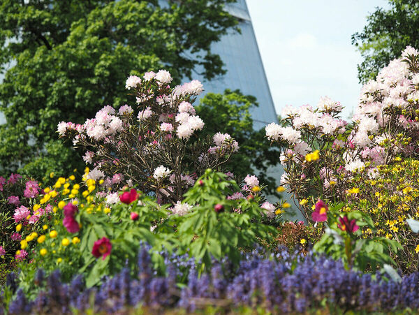 Foto: Latvijas Universitātes Botāniskais dārzs