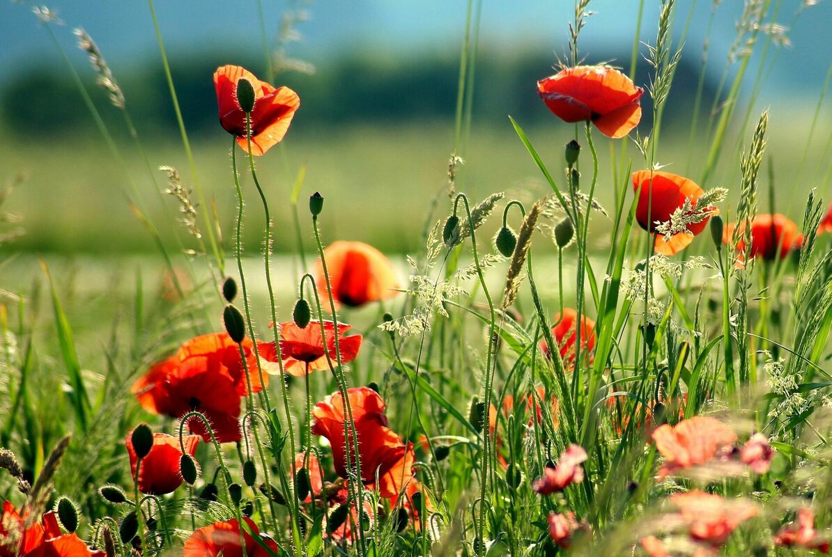 Foto: Pixabay