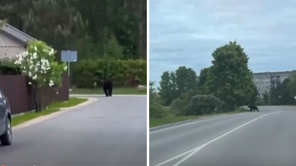 Foto: Ekrānuzņēmums no video