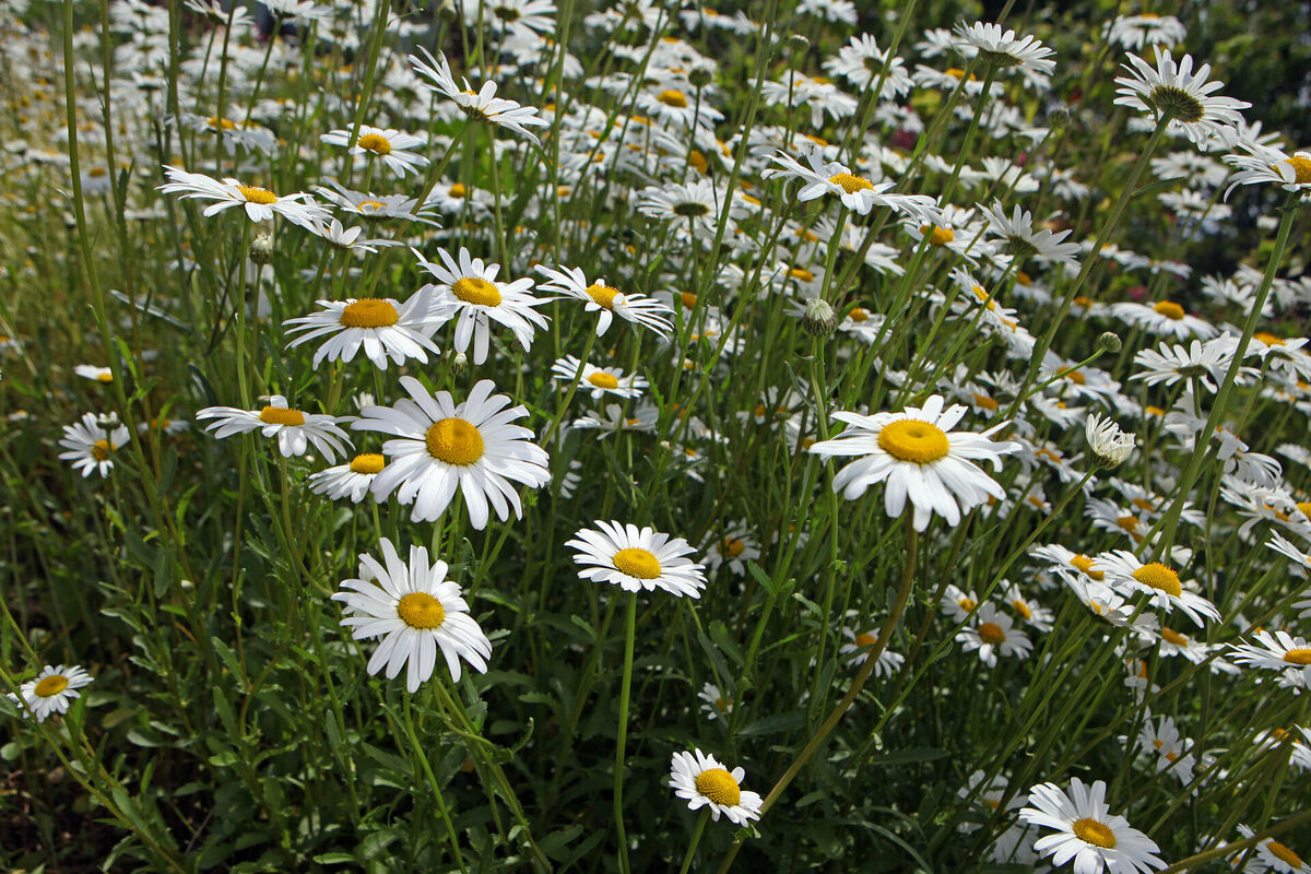 Margrietiņu pļava. Foto: LETA