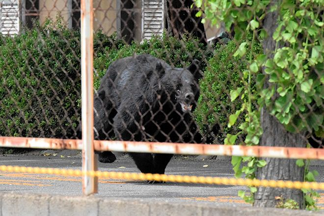 Foto: Akira Hatano/asahi.com