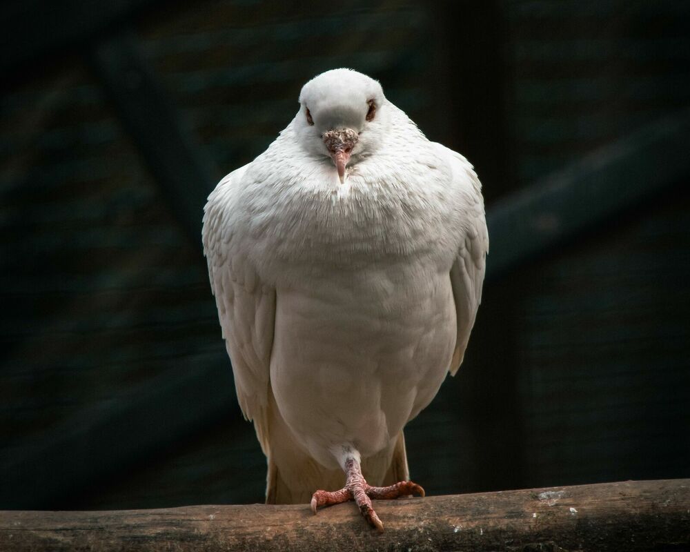 Foto: Pexels