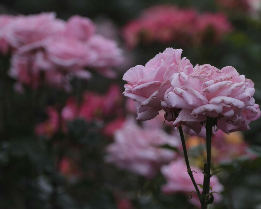 Foto: Pexels