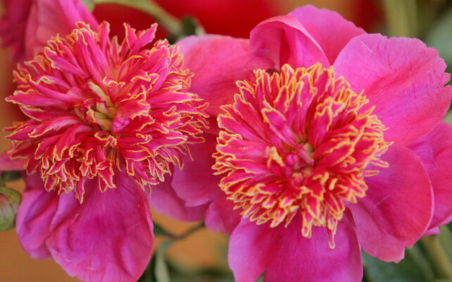 Peonijas. Foto: LETA