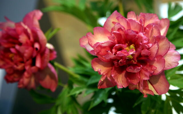 Peonijas. Foto: LETA