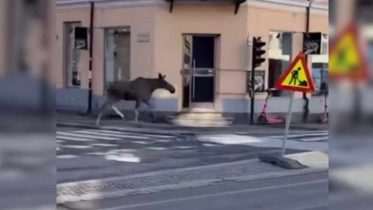 Foto: Ekrānuzņēmums no  730no/Instagram video