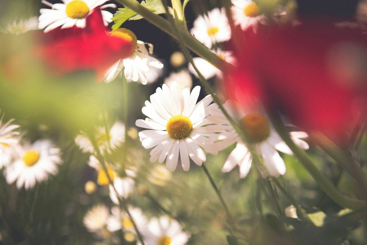 Foto: Unsplash