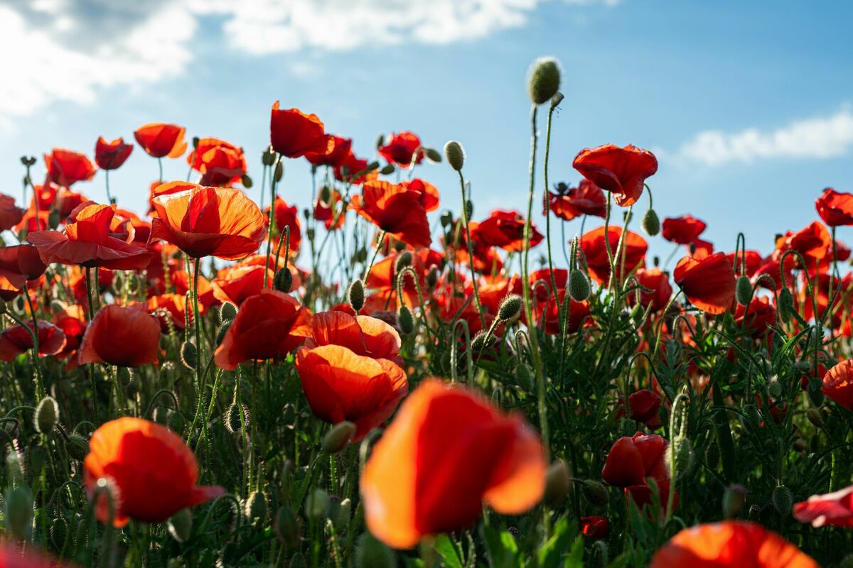 Foto: Jana Ohajdova/Unsplash