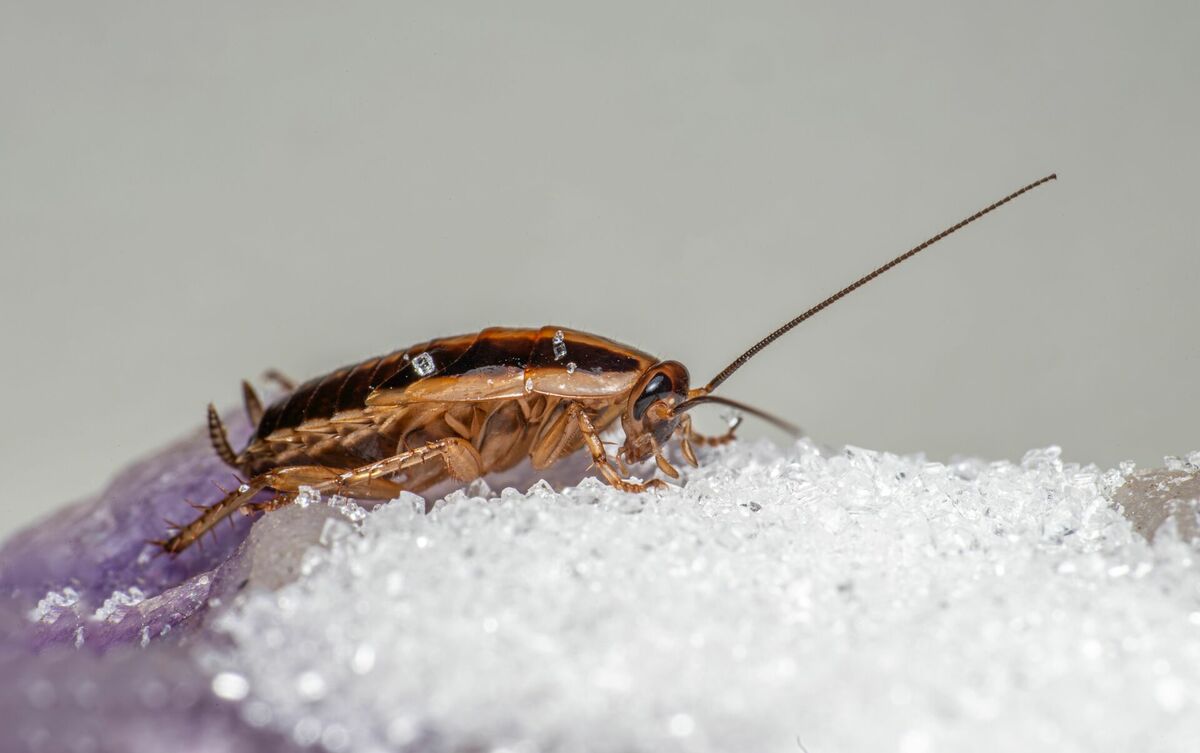 Dezinsekcija, prusaku iznīcināšana. Foto: Erik Karits, Pexels.com