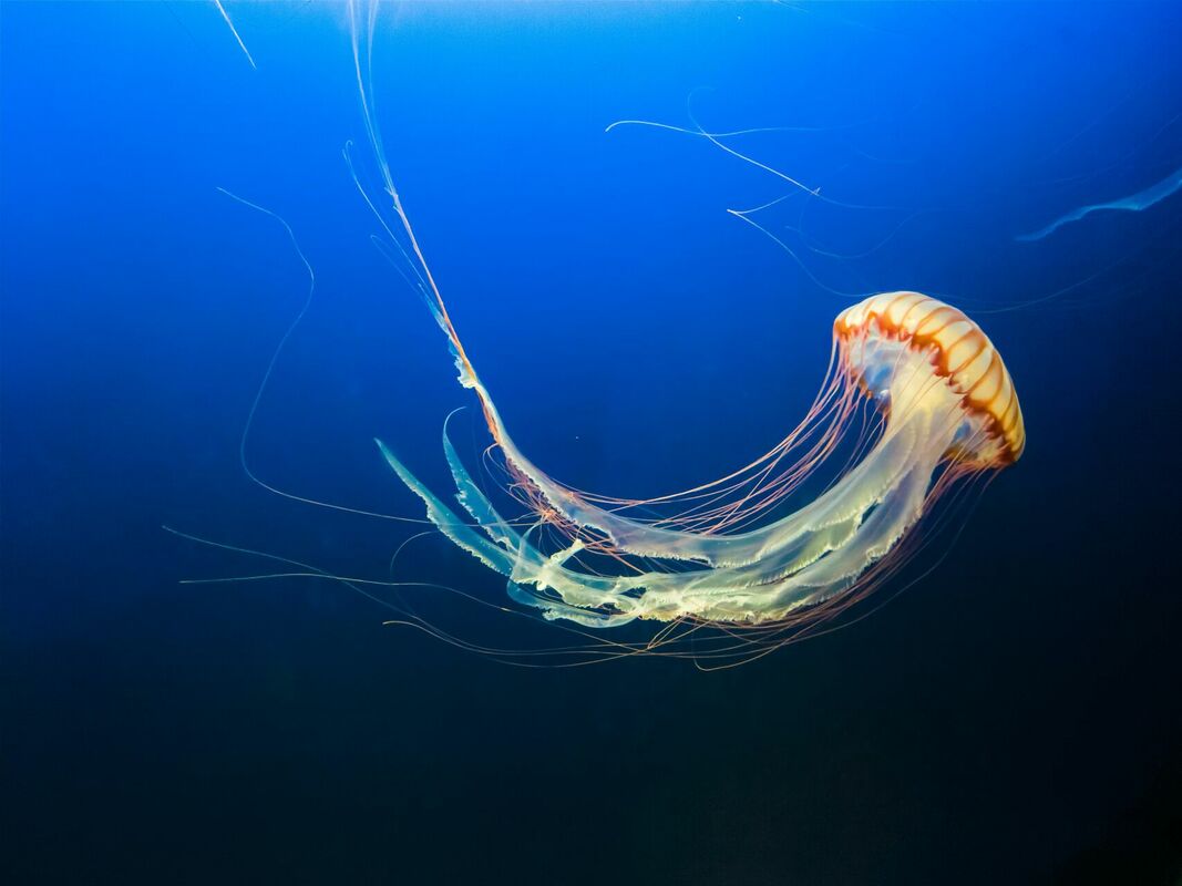 Foto: Unsplash