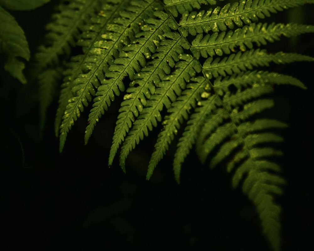 Foto: Pexels