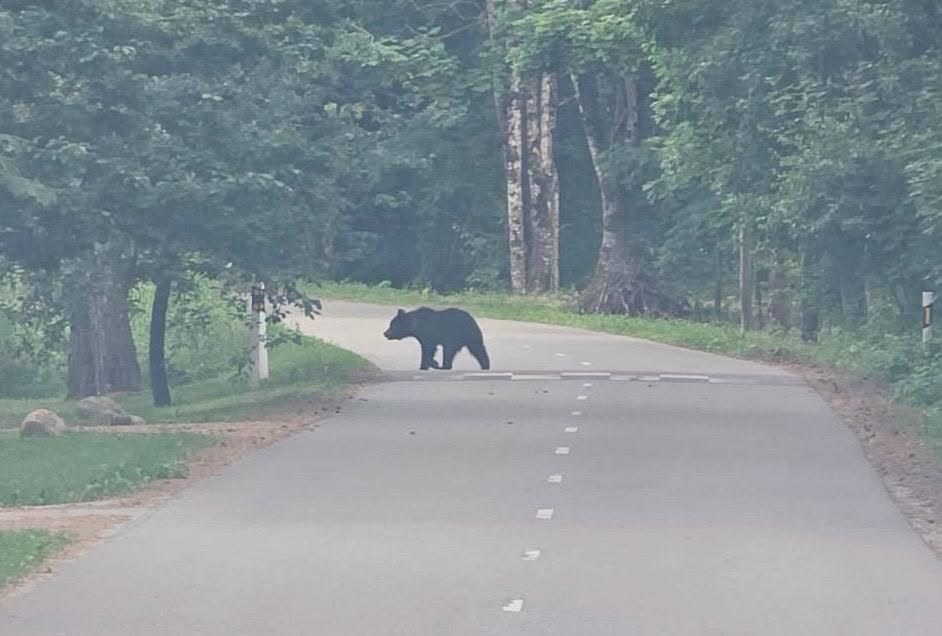 Foto: Saulkrastu novada pašvaldība