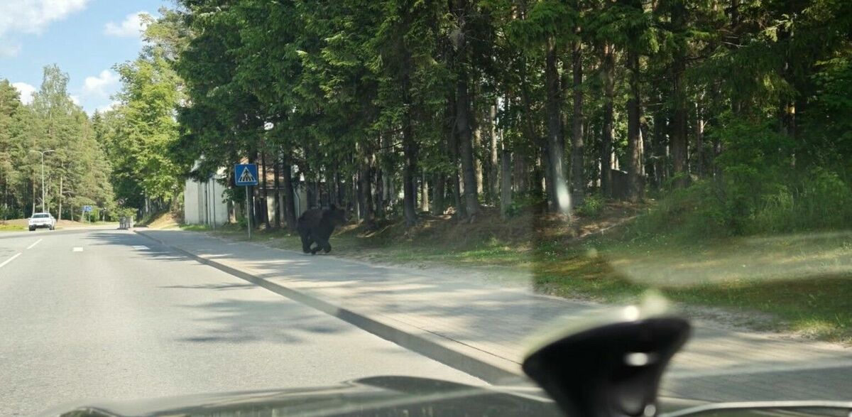 Pirmdien Smiltenē manīts lācis. Foto: Vilmars Miglavs/Facebook