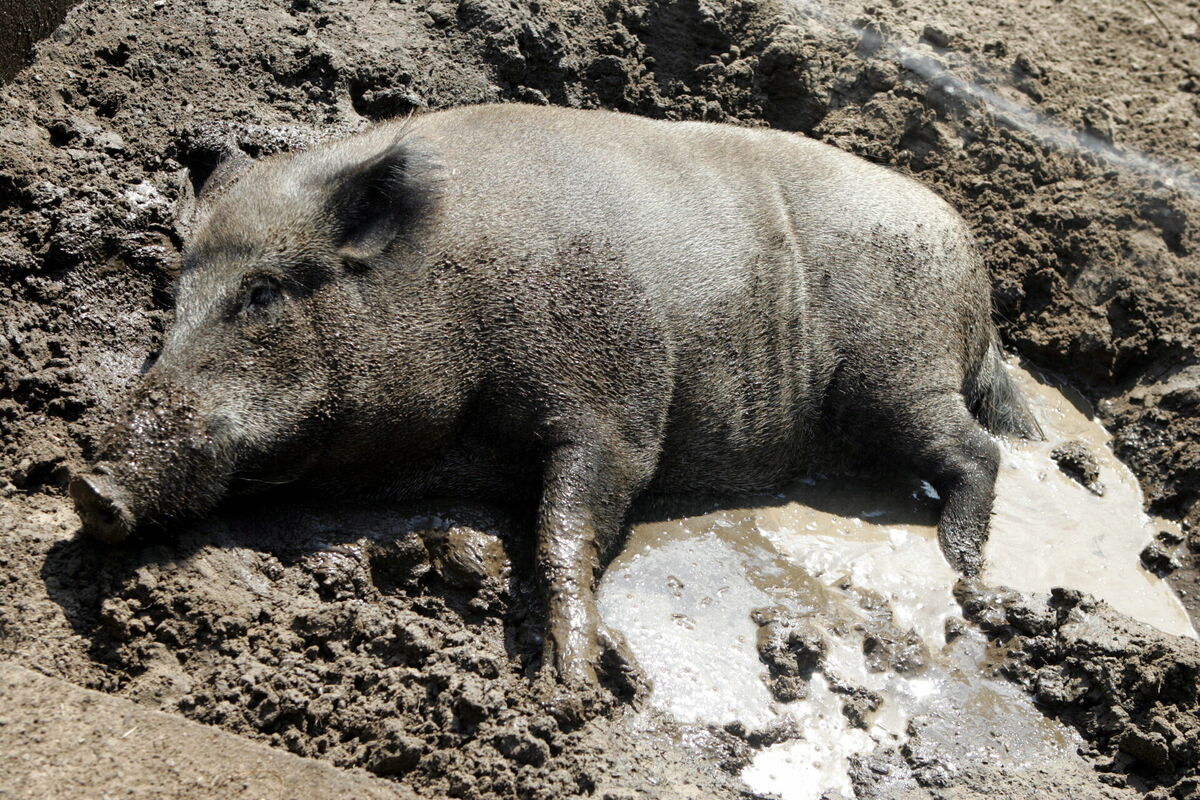 Mežacūka veldzējas auksta ūdens strūklā Rīgas Zooloģiskajā dārzā . Foto: LETA