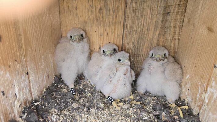 Foto: Latvijas Ornitoloģijas biedrība
