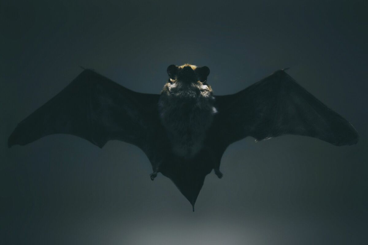 Foto: Unsplash