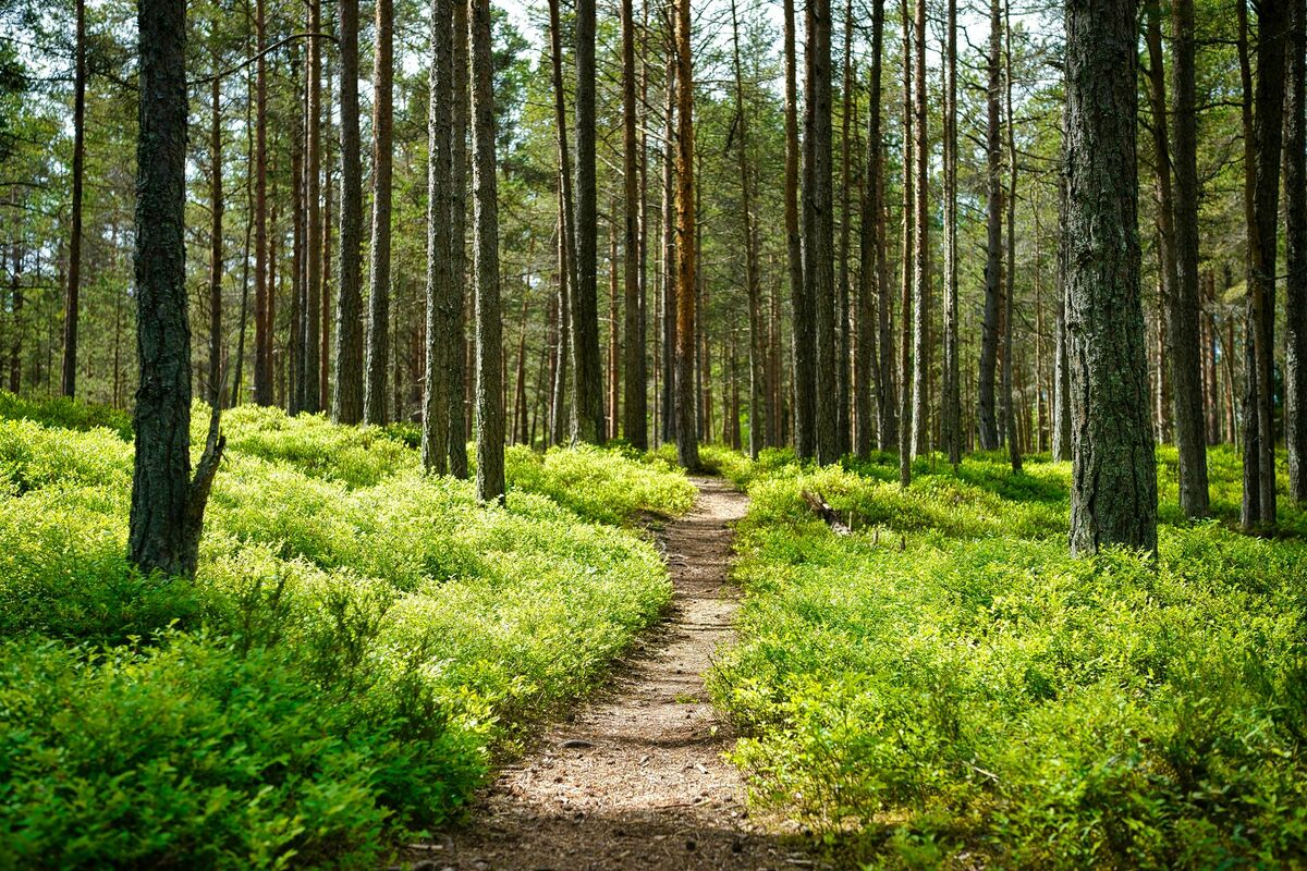 Foto: Unsplash
