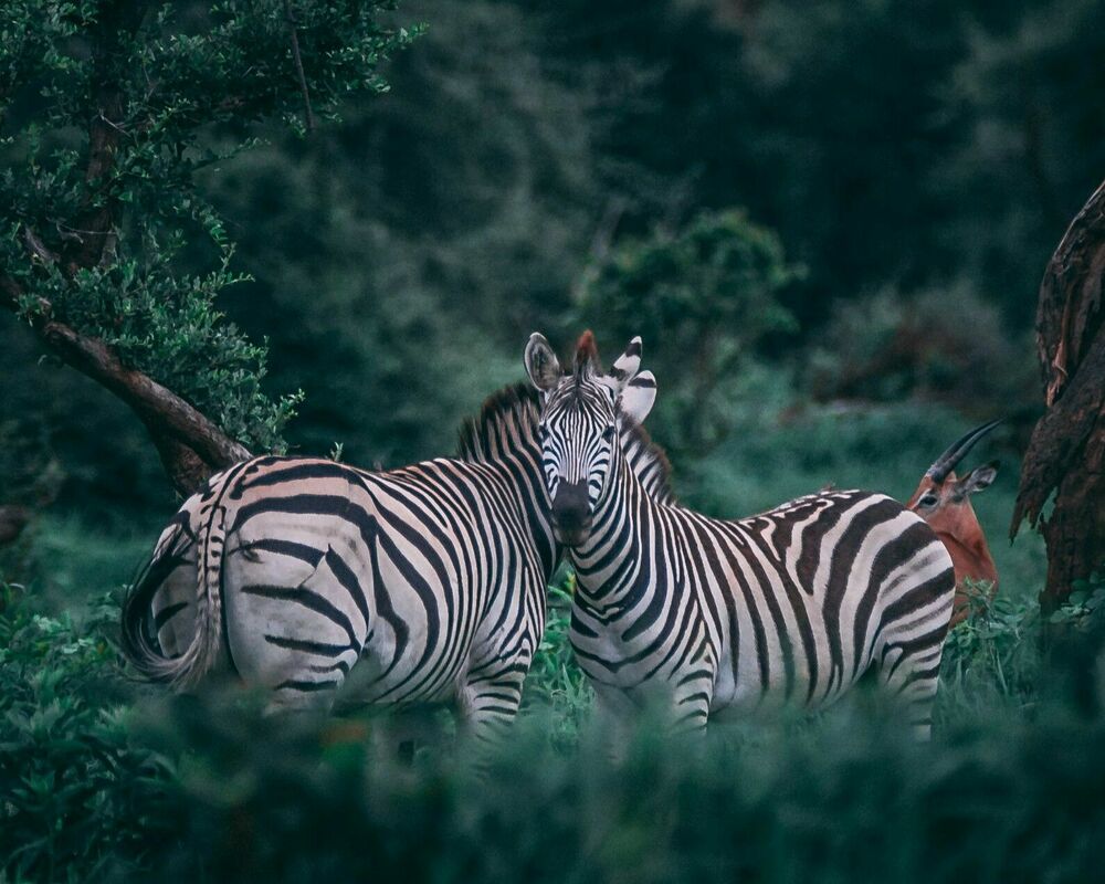 Foto: Unsplash