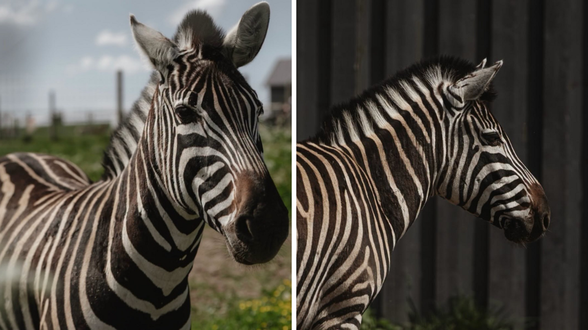 Foto: Siguldas Zoo