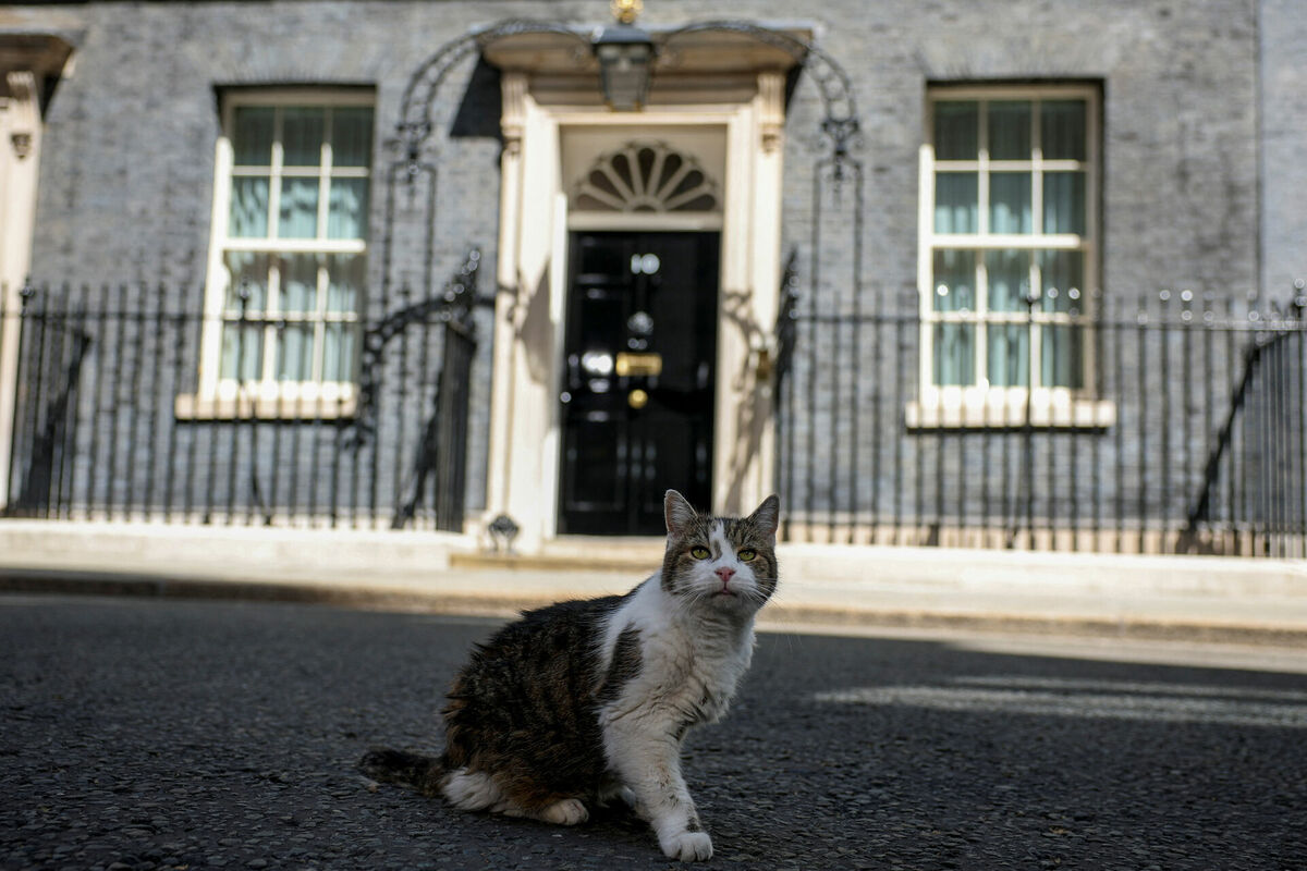 Kaķis Lerijs. Foto: scanpix/REUTERS/Isabel Infantes