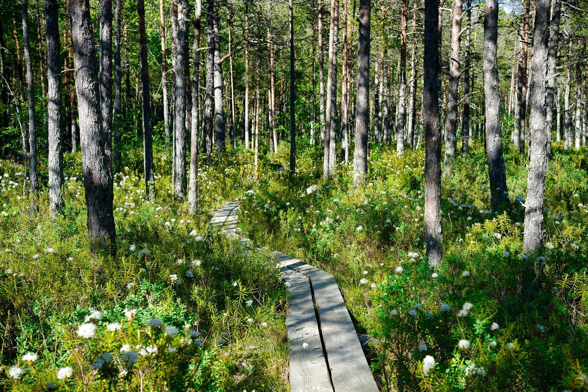 Foto: Unsplash
