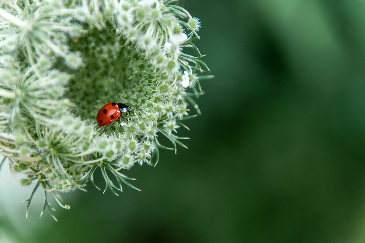 Foto: Pixabay