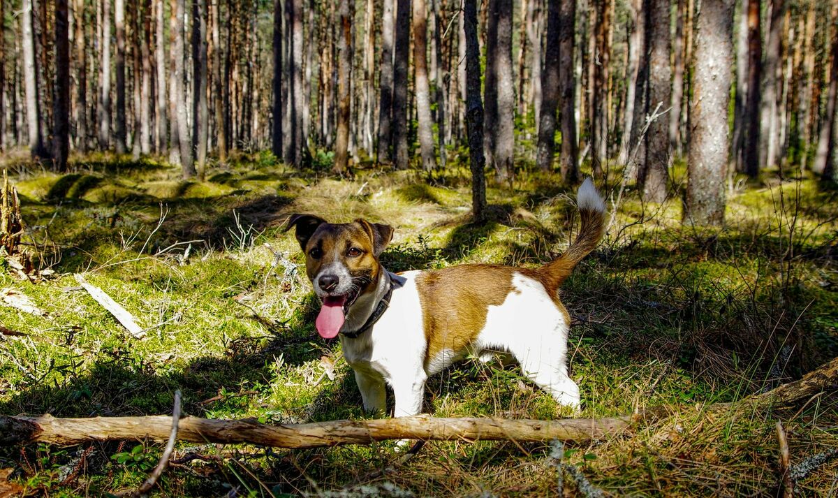 Draudi suņiem Latvijā. Foto: Pille Kirsi, Pexels.com