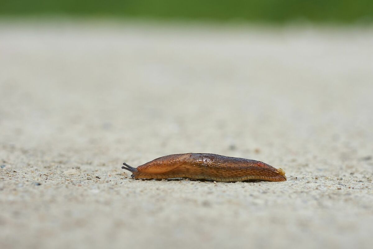 Foto: Unsplash