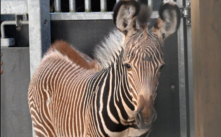Foto: Zoo Rīga