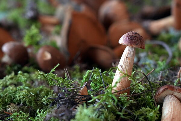 Foto: Zabe Bitere/LETA