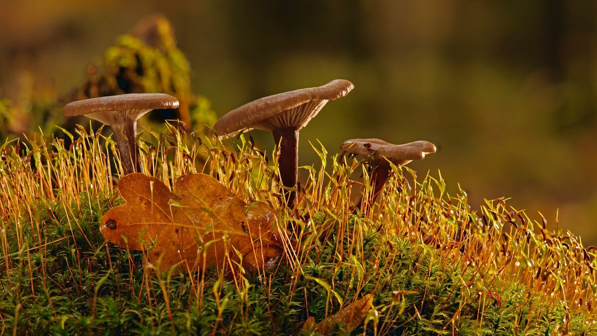 Foto: Pixabay