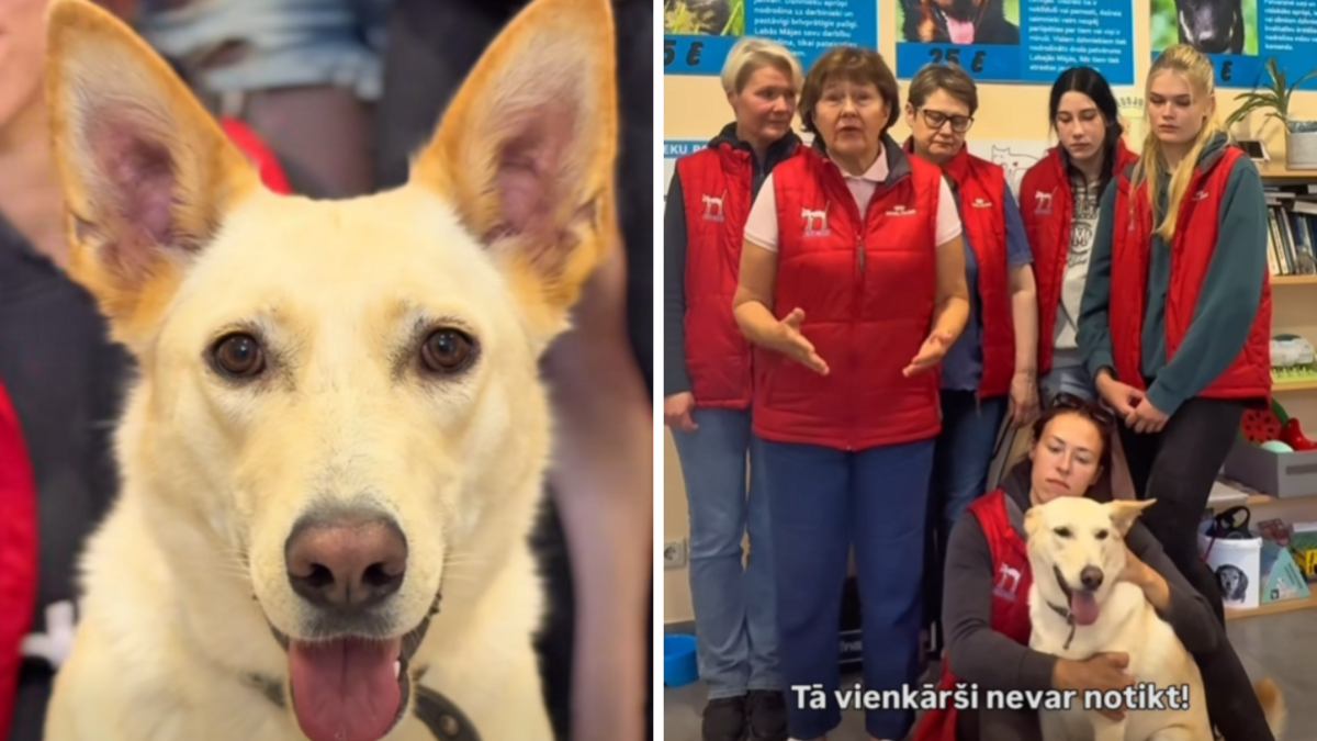 Foto: Facebook/Dzīvnieku patversme "Labās mājas"
